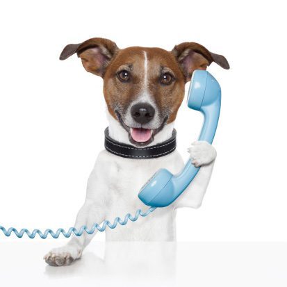 Dog holding blue phone receiver